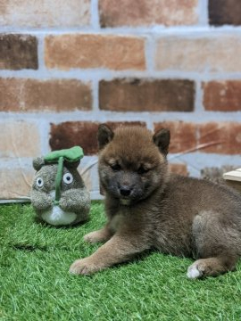 柴犬(豆柴)【岡山県・男の子・2021年4月25日・赤】の写真「両親共豆柴認定犬　両親共遺伝子検査クリア」