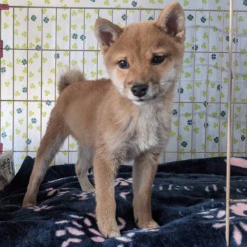 柴犬(豆柴)【岡山県・男の子・2022年10月10日・赤】の写真「両親共豆柴認定犬
両親共遺伝子検査クリア」