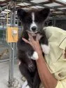 秋田犬【岡山県・男の子・2020年7月5日・虎】の写真1「10/1撮影」