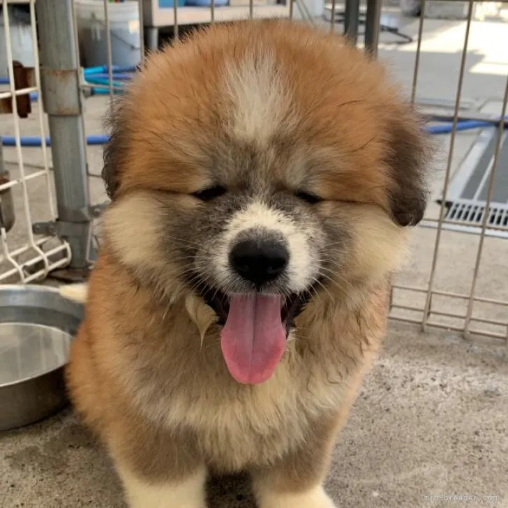 ID:2209-01873の子犬
