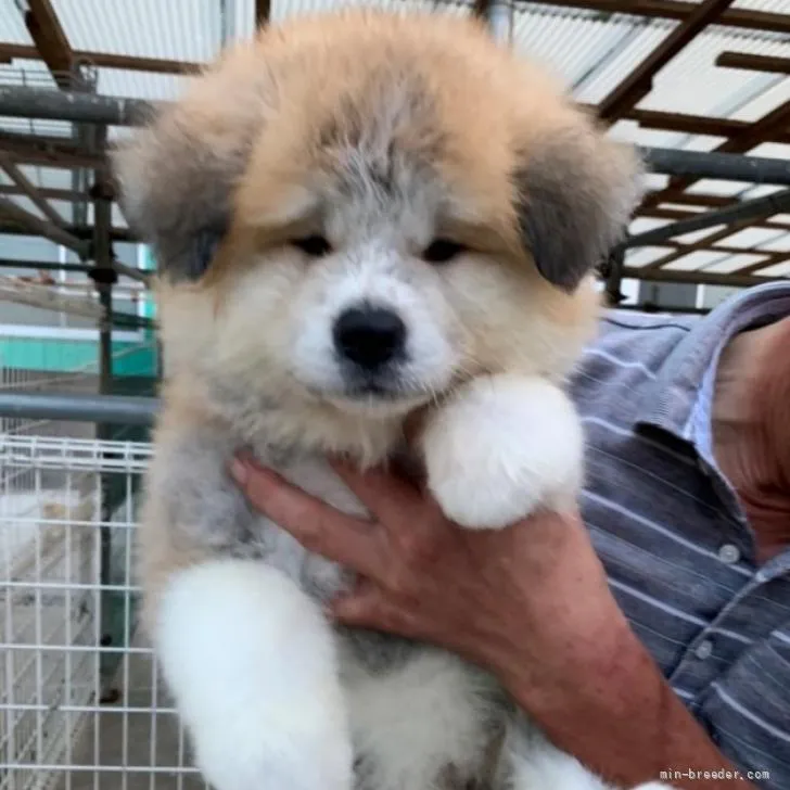 ID:2206-02710の子犬