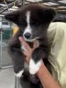 秋田犬【岡山県・男の子・2020年7月5日・虎】の写真2「10/1撮影」