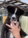 秋田犬【岡山県・男の子・2020年7月5日・虎】の写真3「10/1撮影」