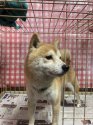 豆柴【・男の子・2019年4月21日・赤】