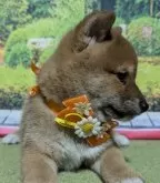 豆柴【岡山県・男の子・2024年8月13日・赤】の写真4