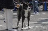 秋田犬【岡山県・男の子・2020年7月5日・虎】の写真5「父犬：魁傑号　第141回本部展（幼犬B組優秀2席）2019/12/1撮影」