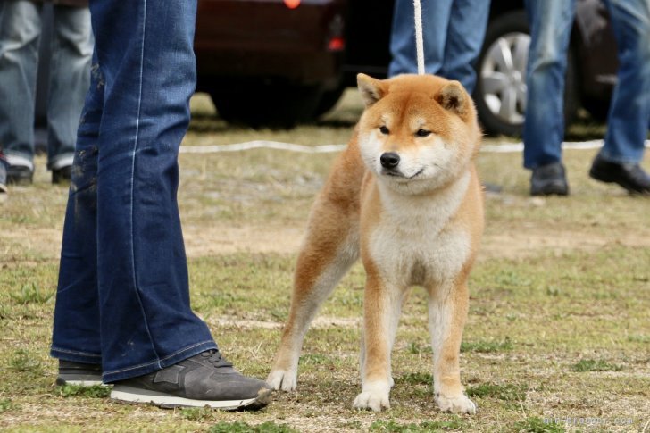 優良2席　壮犬賞