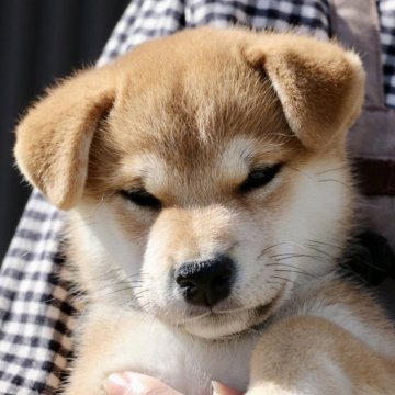 柴犬(標準サイズ)【愛媛県・男の子・2025年8月30日・赤】の写真「イケメン路線爆進中」