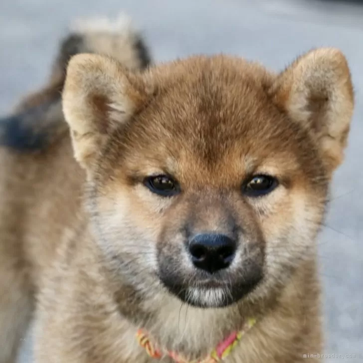 ID:2404-03252の子犬