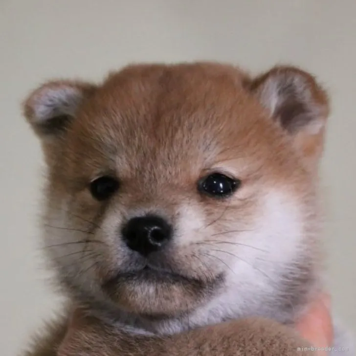 コマ 様のお迎えした子犬