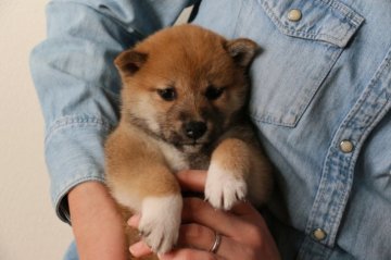 柴犬(標準サイズ)【愛媛県・女の子・2021年1月12日・赤】の写真「イケイケ女子、やや小ぶりです」