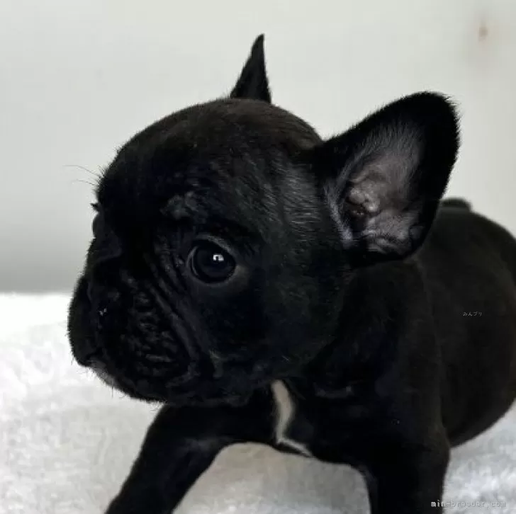 ID：2510-03468の子犬