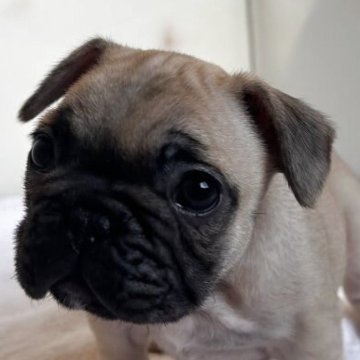 フレンチブルドッグ【東京都・女の子・2025年9月4日・フォーン】の写真「小ぶりなフォーン女の子ですDMクリアです」