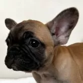 フレンチブルドッグ