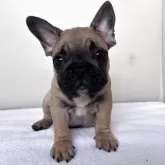 フレンチブルドッグ