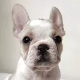 フレンチブルドッグ