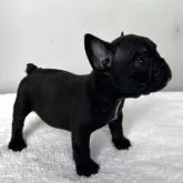 フレンチブルドッグ【東京都・女の子・2025年9月4日・ブリンドル】の写真2
