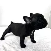 フレンチブルドッグ【東京都・女の子・2025年9月4日・ブリンドル】の写真6