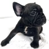 フレンチブルドッグ【東京都・女の子・2025年9月4日・ブリンドル】の写真9