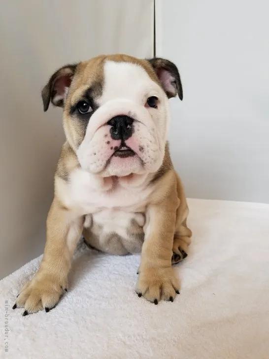 ID：1902-01658の子犬