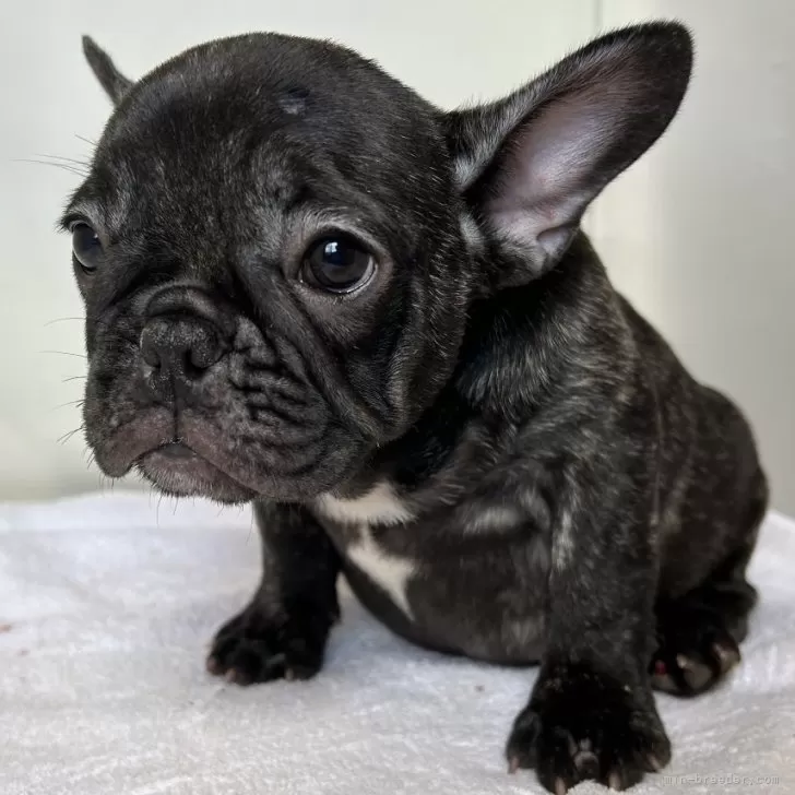 ID:2408-02920の子犬