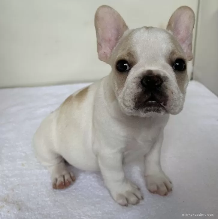 ID:2404-00310の子犬