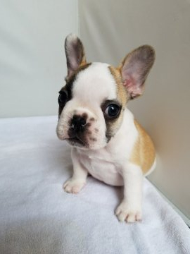 フレンチブルドッグ【東京都・男の子・2020年7月17日・フォーンパイド】の写真「小さいですかなりの小ぶり君。」