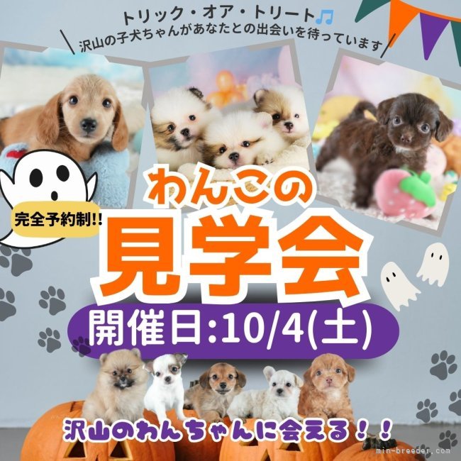 平ほの花ブリーダーのブログ：🎃👻【ハロウィン特別開催！】ワンちゃん見学会のお知らせ🕸✨