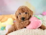 トイプードル(トイ)【埼玉県・女の子・2025年8月3日・レッド】の写真12「埼玉県内で子犬の数が一番！他のブリーダー様やペットショップに見に行く前にまずは見に来ませんか?」
