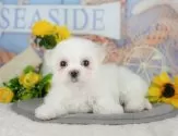 マルチーズ【埼玉県・男の子・2025年5月26日・ホワイト】の写真11「埼玉県内で子犬の数が一番！他のブリーダー様やペットショップに見に行く前にまずは見に来ませんか?」
