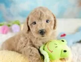 トイプードル(トイ)【埼玉県・男の子・2025年8月4日・アプリコット】の写真12「埼玉県内で子犬の数が一番！他のブリーダー様やペットショップに見に行く前にまずは見に来ませんか?」