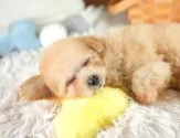 タイニープードル【埼玉県・男の子・2025年7月30日・アプリコット】の写真12「埼玉県内で子犬の数が一番！他のブリーダー様やペットショップに見に行く前にまずは見に来ませんか?」