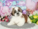 シーズー【埼玉県・男の子・2025年5月1日・ホワイト&ゴールド】の写真13「一度の見学で兄妹ちゃんや他のわんちゃんなど複数頭の見学が可能です！🐶」