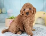 トイプードル(トイ)【埼玉県・男の子・2025年6月27日・レッド】の写真12「一度の見学で兄妹ちゃんや他のわんちゃんなど複数頭の見学が可能です！🐶」