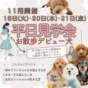 ポメラニアン【埼玉県・女の子・2025年10月3日・オレンジ】の写真5「小さすぎない安心感💕大きい子見学会開催🐶✨」