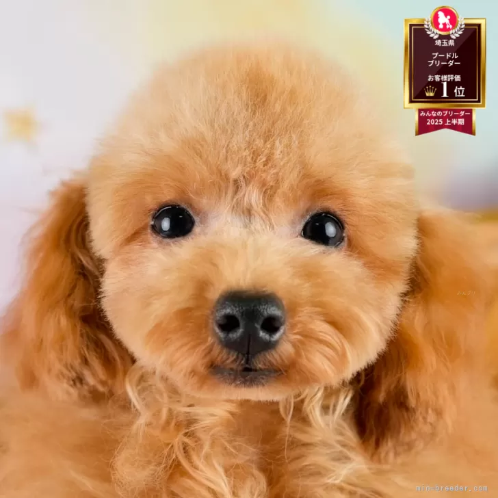 Y.O 様のお迎えした子犬