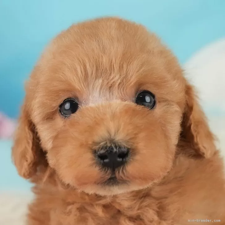 ID:2412-06487の子犬