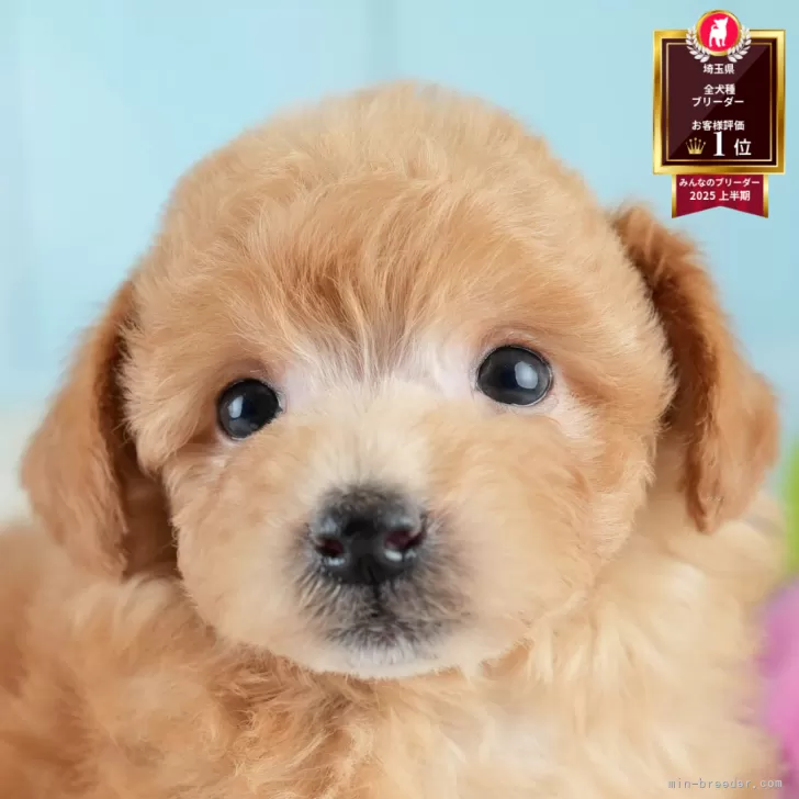 D.K 様のお迎えした子犬
