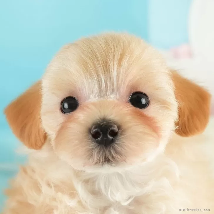 ID：2502-02990の子犬