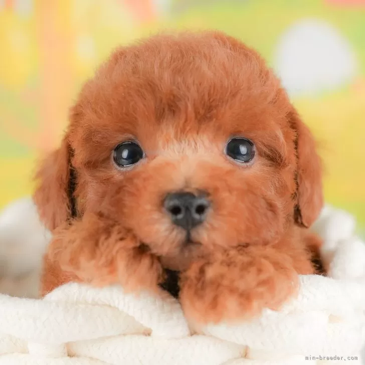 トイプードル(トイ)【埼玉県・男の子・2025年8月8日・レッド】の写真1「子犬の画像を10枚掲載してます💖とっても可愛い姿を全部見てあげてください☺」