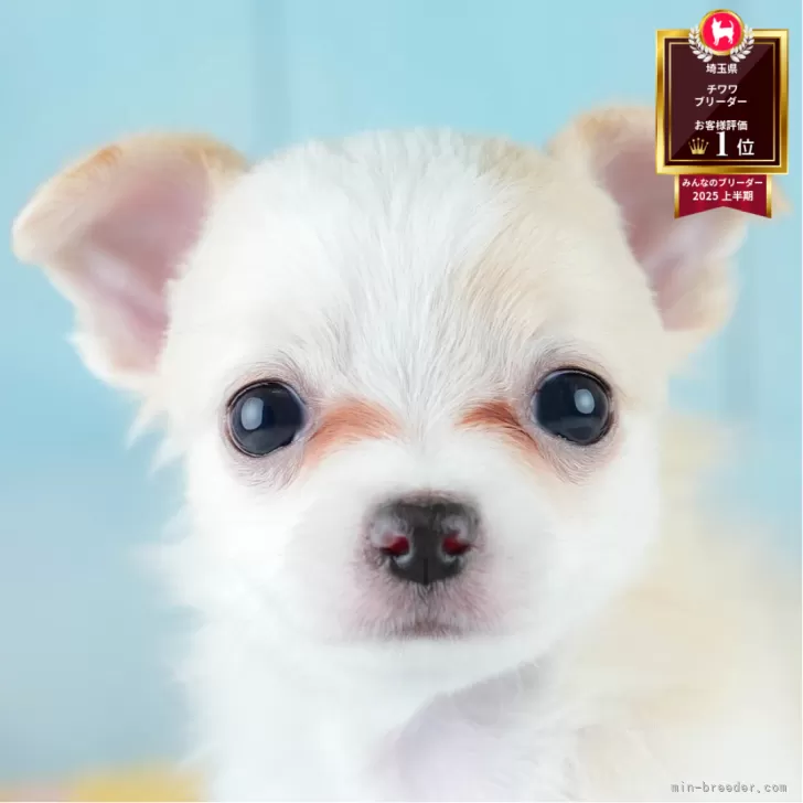 ID:2508-01531の子犬
