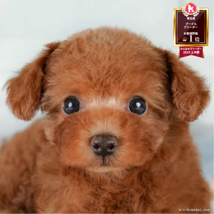 H.Y 様のお迎えした子犬