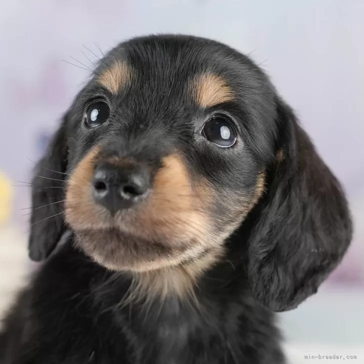 ID:2505-05387の子犬