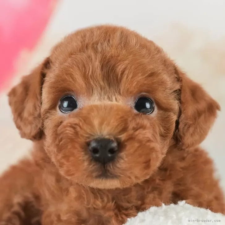 ID：2503-01500の子犬