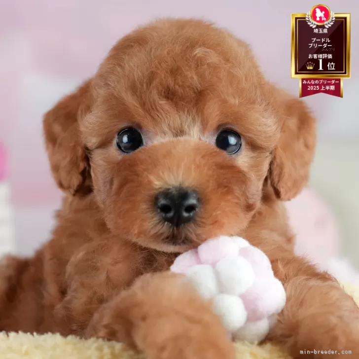 てる 様のお迎えした子犬