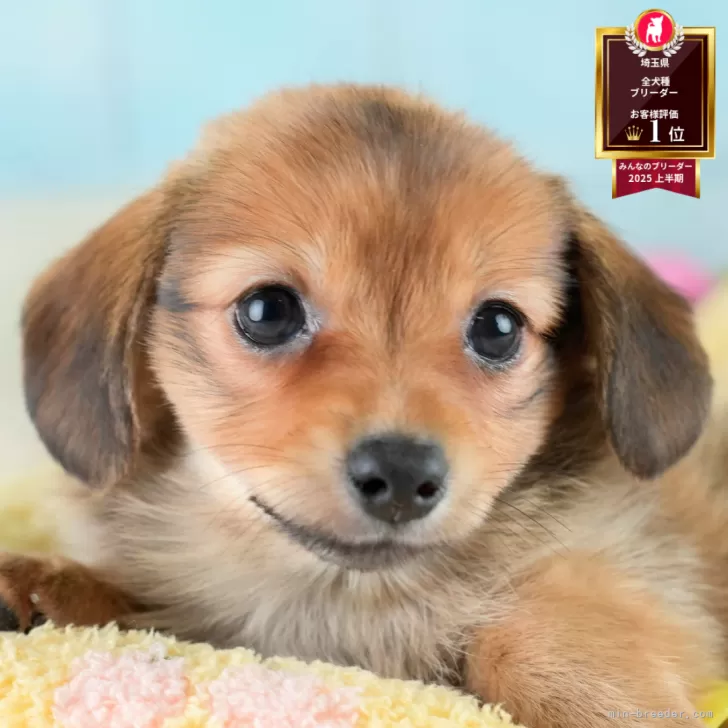 ポメックス(ポメラニアン×ダックスフンド)【埼玉県・女の子・2025年7月3日・シェーデッドレッド】の写真1「子犬の画像を10枚掲載してます💖とっても可愛い姿を全部見てあげてください☺」