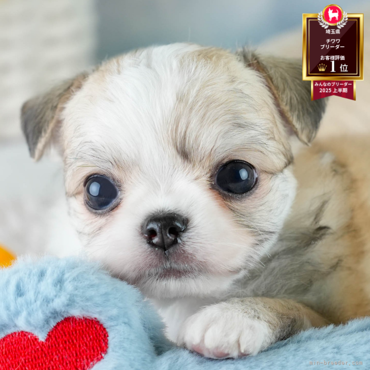 ちーたん 様のお迎えした子犬