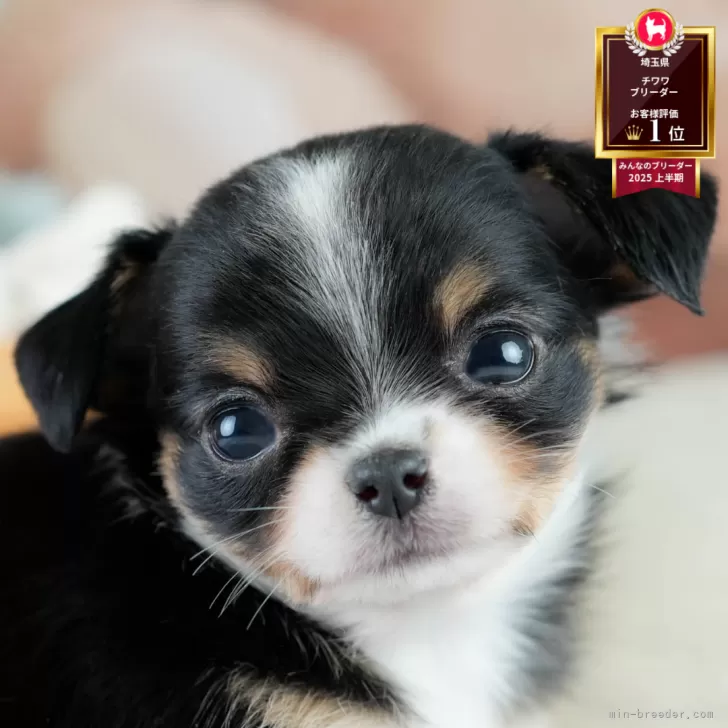 ID:2507-09322の子犬