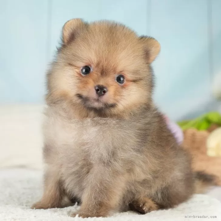 ID：2506-04996の子犬