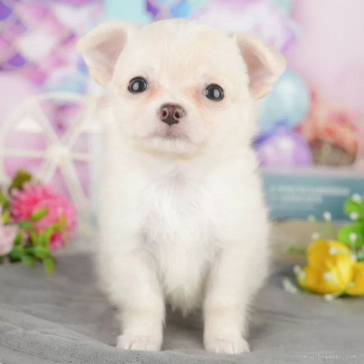 ID：2505-02097の子犬